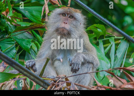 Penang, Malaisie - l'île principale de Malaisie, Penang est célèbre pour sa faune. Est très facile à repérer à distance pour l'ensemble de l'île des singes Banque D'Images