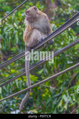 Penang, Malaisie - l'île principale de Malaisie, Penang est célèbre pour sa faune. Est très facile à repérer à distance pour l'ensemble de l'île des singes Banque D'Images