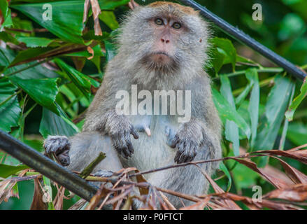 Penang, Malaisie - l'île principale de Malaisie, Penang est célèbre pour sa faune. Est très facile à repérer à distance pour l'ensemble de l'île des singes Banque D'Images