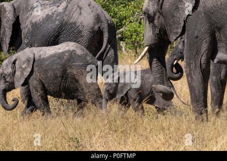 Groupe d'éléphants africains se vautrer dans la boue dans vumbera dans le delta de l'Okavango au Botswana Banque D'Images