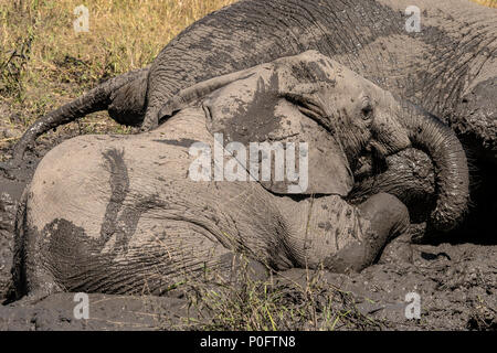 Groupe d'éléphants africains se vautrer dans la boue dans vumbera dans le delta de l'Okavango au Botswana Banque D'Images