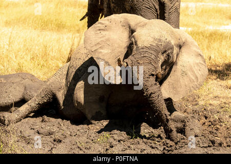 Groupe d'éléphants africains se vautrer dans la boue dans vumbera dans le delta de l'Okavango au Botswana Banque D'Images