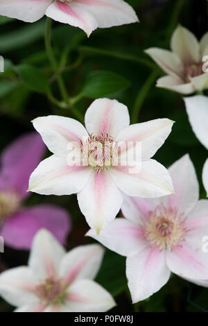 Clematis corinne fleurs. Début des grandes fleurs clematis 'Corinne' Banque D'Images