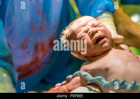 Newborn baby boy avec cordon ombilical avec l'aide de sage-femme Banque D'Images