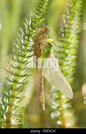 La métamorphose de la libellule Anax Empereur, imperator, sortir de larve, Sussex, UK, mai, Banque D'Images