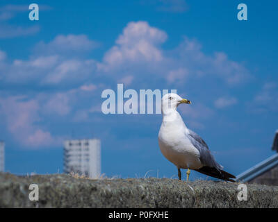 Le goéland à bec cerclé (Larus delawarensis) sur un mur, Vieux Québec, Vieille Ville, Ville de Québec, Canada. Banque D'Images