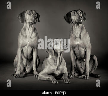 Trois Rhodesian Ridgeback en studui portrait en noir et blanc Banque D'Images