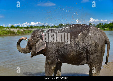 Bain d'éléphants dans la rivière, Temple Chiwan, Népal Banque D'Images