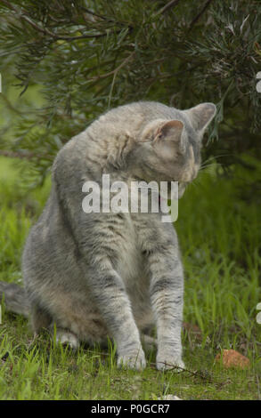 Nettoyage chat domestique elle-même, l'Australie Banque D'Images