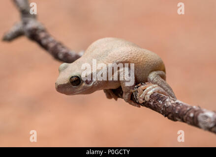 Desert Tree Frog Banque D'Images