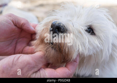 Close up de main d'hommes plus âgés l'inspection de la face d'une sale chien West Highland White Terrier - Nez et museau couvert de sable Banque D'Images