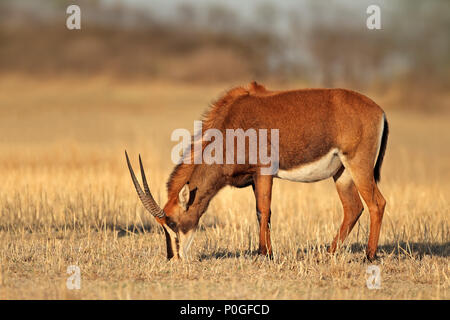 Femme hippotrague (Hippotragus niger) le pâturage, Afrique du Sud Banque D'Images