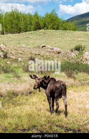 Taureau sauvage de l'Orignal (Alces alces) ; Kenosha Pass, Colorado central ; USA Banque D'Images