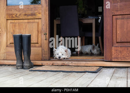 Deux westies ennuyé à l'intérieur d'une ferme, portant sur l'étage par une porte à l'extérieur - paysage - photographié en Nouvelle-Zélande, NZ Banque D'Images