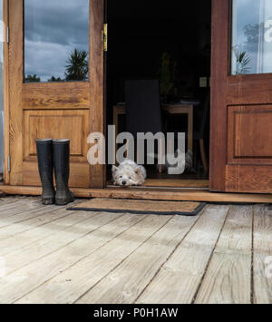 Deux westies ennuyé à l'intérieur d'une ferme, portant sur l'étage par une porte à l'extérieur - photographié en Nouvelle-Zélande, NZ Banque D'Images