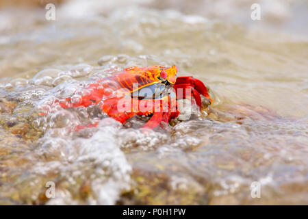 Sally Lightfoot crab (Grapsus grapsus) couverts par vague sur Chinese Hat Island, Parc National des Galapagos, Equateur Banque D'Images