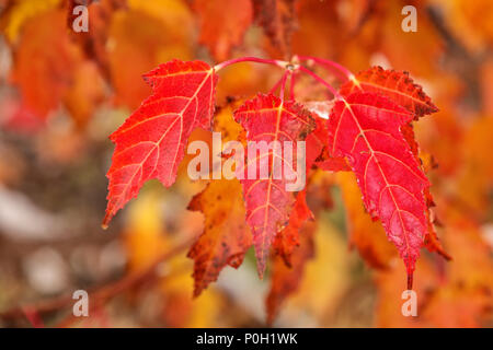 Close-up of red ginnala arbre feuilles lors d'une chute Banque D'Images