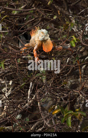 Iguane, Wakodahatchee Wetlands, Delray Beach, Floride Banque D'Images