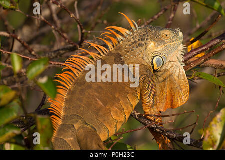 Iguane, Wakodahatchee Wetlands, Delray Beach, Floride Banque D'Images