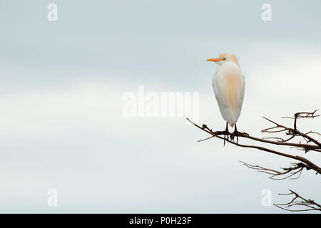 Héron garde-boeufs (Bubulcus ibis), Wakodahatchee Wetlands, Delray Beach, Floride Banque D'Images