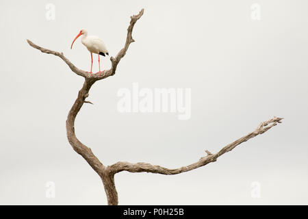 Ibis blanc (Eudocimus albus), Caye verte Nature Centre, Boynton Beach, Floride Banque D'Images