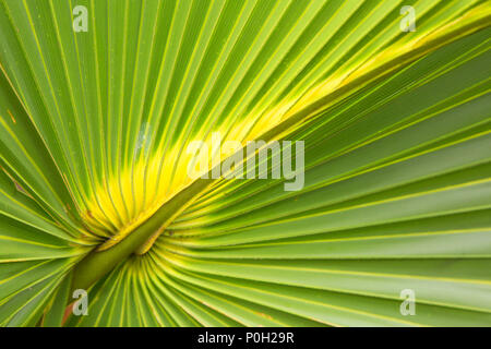 Le chou palmier, Okeeheelee County Park, comté de Palm Beach, en Floride Banque D'Images