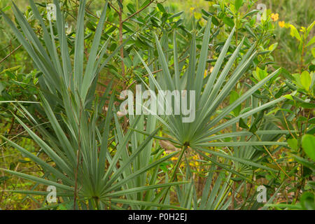 Sentier de forêt le long de chou palmiste, Royal Palm Beach, Floride Aire Naturelle de pins Banque D'Images