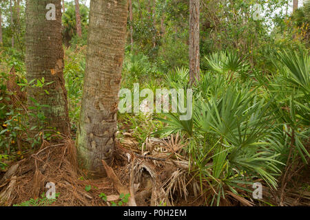 Sentier de forêt le long de chou palmiste, Royal Palm Beach, Floride Aire Naturelle de pins Banque D'Images