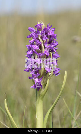 Au début de l'ouest Marais - Dactylorhiza incarnata subsp. pulchella Banque D'Images