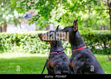 Deux dobermans noir assis sur l'herbe Banque D'Images