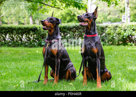 Deux dobermans noir assis sur l'herbe Banque D'Images