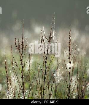 À larges feuilles séchées (Rumex obtusifolius) mentionnés dans les réseaux trophiques et le chardon Banque D'Images