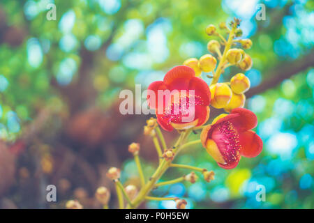 Shorea robusta fleur ou Sal arbre fleur sur l'arbre avec l'arrière-plan flou d'arbre nature Banque D'Images