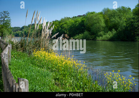 Maidenhead, Berkshire. Royaume-uni, l'herbe de la Pampa se développe à côté de la Thames Path. Tamise. Boulters Lock à Beaconsfield Lundi 07/05/2018 © Peter Banque D'Images