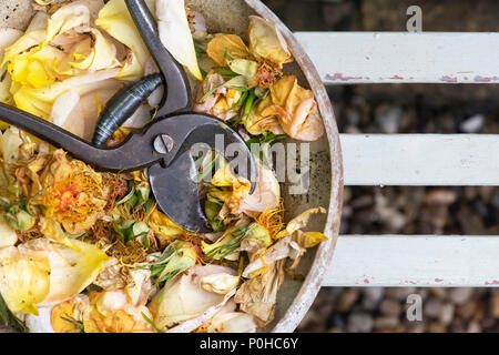 Rosa 'Maigold à vide' fleurit avec sécateur vintage dans un bol sur un banc de jardin. UK Banque D'Images