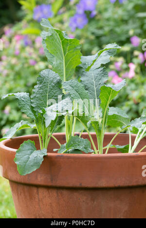 Brassica oleracea acephala. Les jeunes Kale 'Nero di Toscana' plante dans un pot. UK. Kale / chou noir de Toscane Banque D'Images