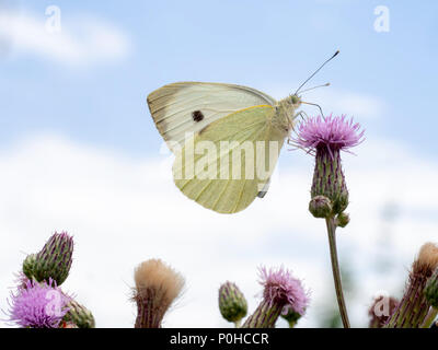 Pieris brassicae. Grand papillon blanc du chou. Banque D'Images