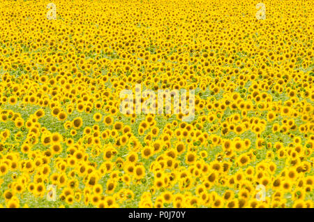 De plus en plus dans les champs de tournesols en fleurs sous ciel bleu Banque D'Images
