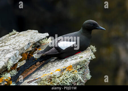 Le guillemot à miroir (Cepphus grylle) / tystie) reposant sur le roc ledge dans Sea Cliff, Shetland, Scotland, UK Banque D'Images