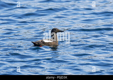 Le guillemot à miroir (Cepphus grylle) / tystie) Nager en mer, îles Shetland, Écosse, Royaume-Uni Banque D'Images