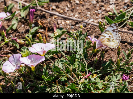Tricheuse papillon gloire du matin ; le liseron des champs Convolvulus arvensis ; ; ; Convolvulacées en pleine floraison printanière ; centre du Colorado ranch Banque D'Images
