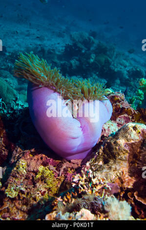 Poisson clown (Amphiprion perideraion rose) avec anemone. Bali, Indonésie. Banque D'Images