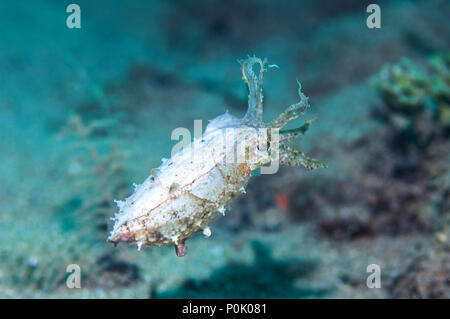 La seiche papoue [Sépia papuensis]. Ambon en Indonésie. Banque D'Images