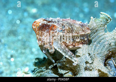 La seiche papoue [Sépia papuensis] perché sur Funnelweed gymnospora.] [Padina Ambon en Indonésie. Banque D'Images