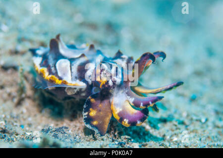 La seiche flamboyante du Pfeffer [Metasepia] pferreri. Ambon en Indonésie. Banque D'Images