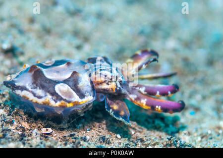 La seiche flamboyante du Pfeffer [Metasepia] pferreri. Ambon en Indonésie. Banque D'Images
