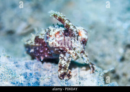 La seiche papoue [Sépia papuensis]. Ambon en Indonésie. Banque D'Images