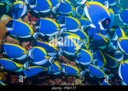 Poisson Chirurgien bleu poudre Acanthurus leucosternon tang [ou] école de natation au récif de corail. La mer d'Andaman, en Thaïlande. Banque D'Images