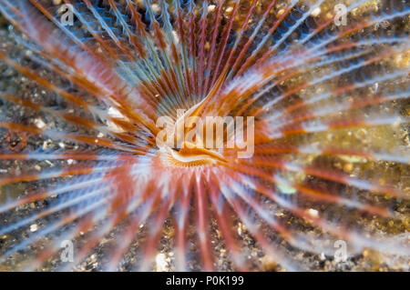 Fanworm indien [Sabellastarte indica]. Détroit de Lembeh, au nord de Sulawesi, Indonésie. Banque D'Images