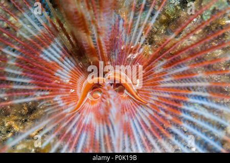 Fanworm indien [Sabellastarte indica]. Détroit de Lembeh, au nord de Sulawesi, Indonésie. Banque D'Images